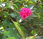 Plante5a.jpg