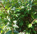Plante6a.jpg