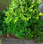 Plante8a.jpg