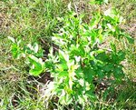 Plante9a.jpg