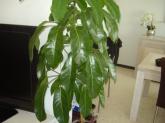 mini_769041plante1.jpg