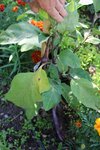 6 fruits sur cette barbentane (pas de taille).jpg