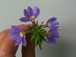 fleur inconnue.jpg