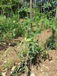 Tomates 1.jpg