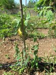 Tomate 2.jpg