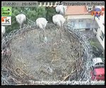 pouletsmouilles.JPG