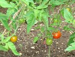 tomate  stupice