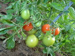 tomate subartic