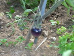 tomate bleu