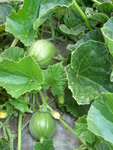 mes melons