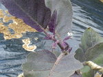 les aubergine début juillet en fleur