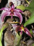 Bulbophyllum patens