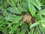 pelouse juin 2008 001.jpg