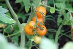orange bourgoin.jpg