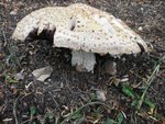 2011_0622_Agaricus_augustus_ev.JPG