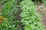 scorsonères et haricots 2.jpg
