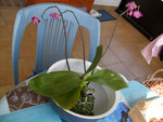 la plante complete