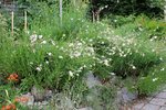gaura.jpg