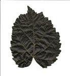 Feuille de cet arbre