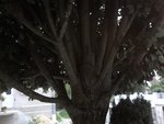 Partie de l'arbre qui n'est jamais ensoleillé et donc on voit toutes les ramifications