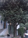Partie de l'arbre ensoleillé une bonne partie de la journée
