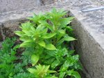 Cold Frame Plant 02.JPG