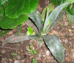 juin2008 001.jpg