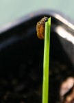 insecte 002.jpg