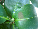 hibiscus..jpg