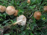 2011_0622_Marasmius_oreades_ev.jpg