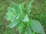 Plante inconnue.jpg