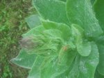 Détail plante.jpg