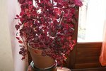 DSC05188.JPG