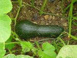 wcourge3.jpg