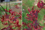 feuilles erable pourpre japon.jpg