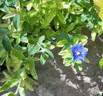 fleurs 110.JPG