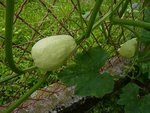 courge-potiron-citrouille-coloquinte-patisson.jpg