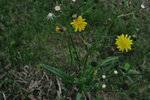DSC_2854r256.jpg