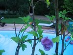 IMG_5609b.JPG