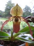 paphio fleur 1.jpg