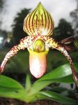 paphio fleur 2.jpg