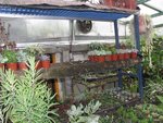 juillet 2011 072 (Small).JPG