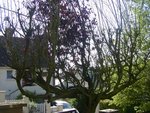 l'arbre :(