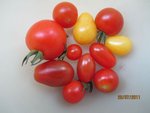 2011-07-29 1ères tomates ax.jpg