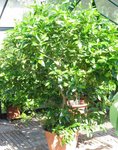citronnier vert 3.jpg