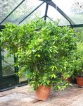citronnier vert 4.jpg
