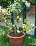 citronnier jaune 1.jpg