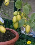 citronnier jaune 2.jpg