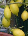 citronnier jaune 3.jpg