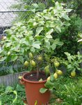 citronnier jaune 4.jpg